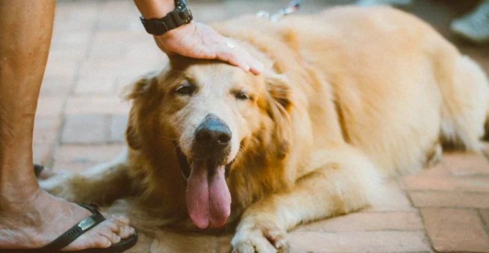 Le 5 mosse per vacanze serene con cane e gatto